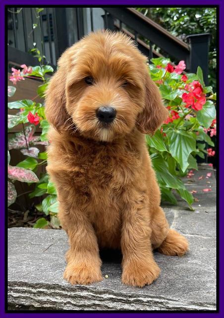 Haven Bayou pups 8 wks old 11!100