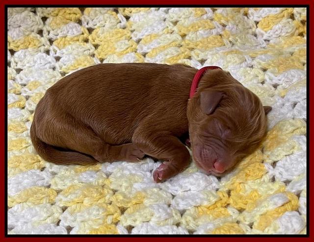 Haven Bayou Newborn pics 161