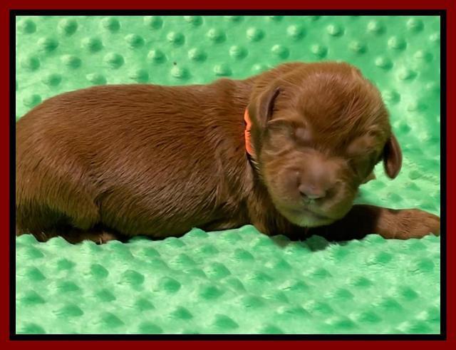 Haven Bayou pups 1 week old 51