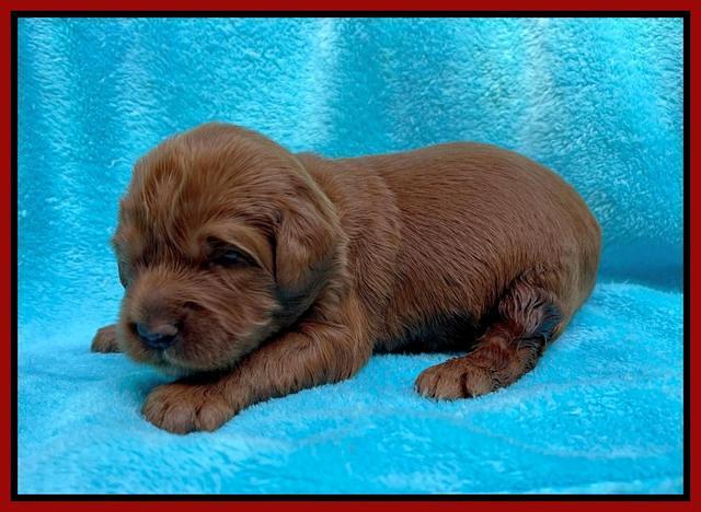 Haven Bayou pups 2 wks old 101