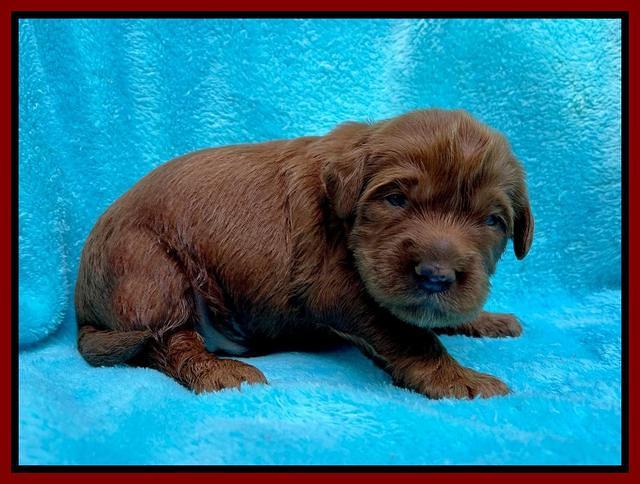 Haven Bayou pups 2 wks old 91