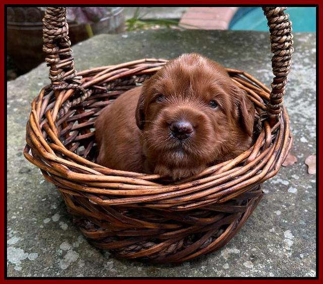 Haven Bayou pups 3 wks old 161