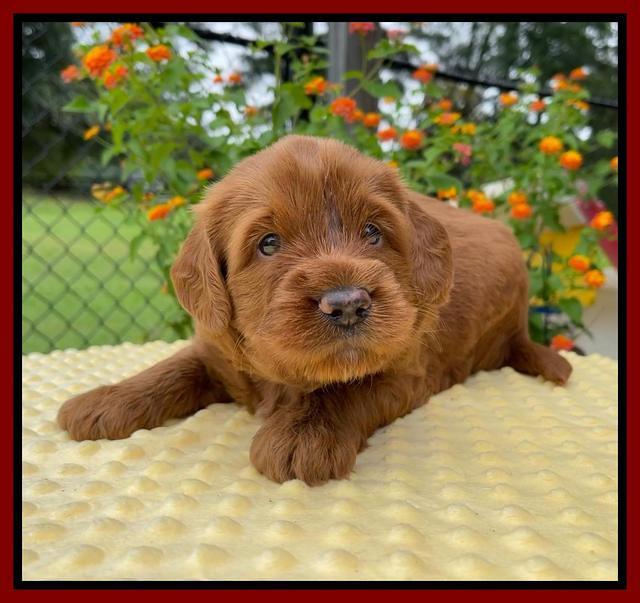 Haven Bayou pups 4 wks old 141