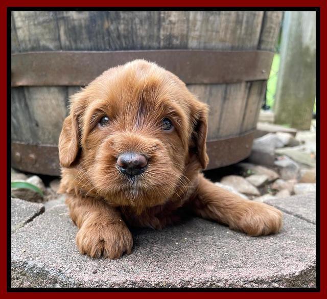 Haven Bayou pups 4 wks old 171