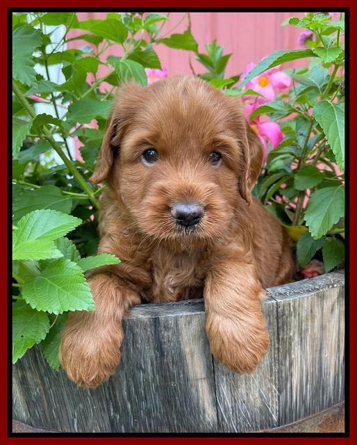 Haven Bayou pups 5 wks old 121