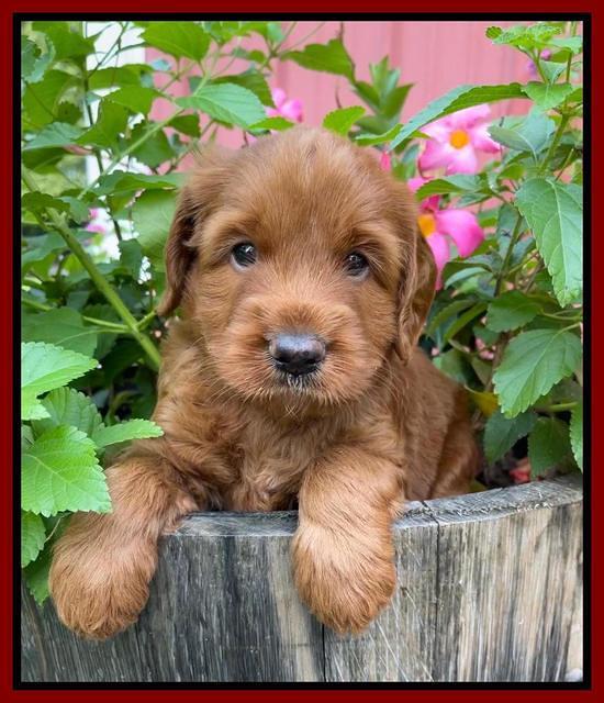 Haven Bayou pups 5 wks old 131