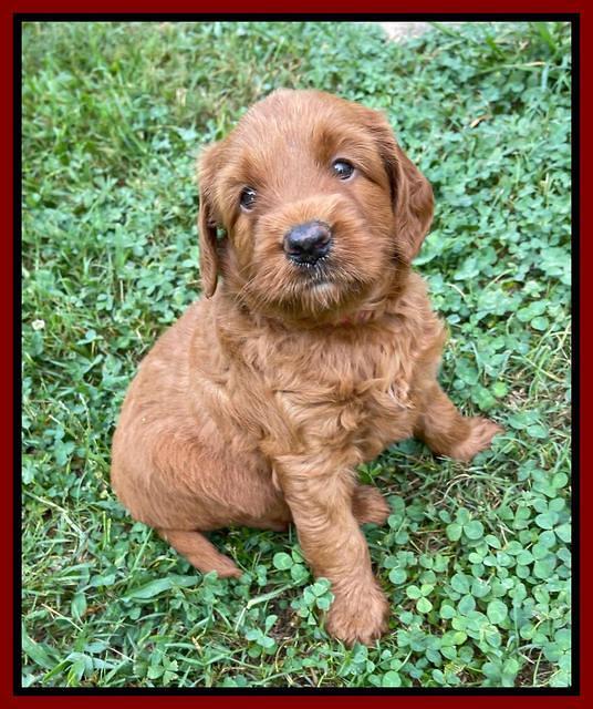 Haven Bayou pups 5 wks old 141