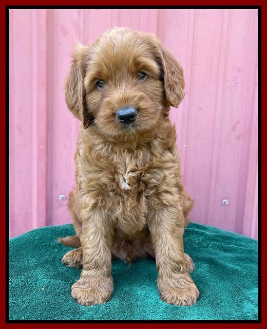 Haven Bayou pups 6 wks old 151