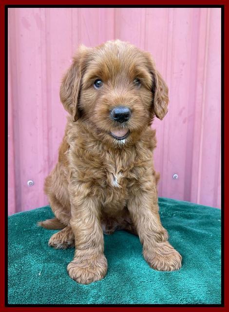 Haven Bayou pups 6 wks old 171