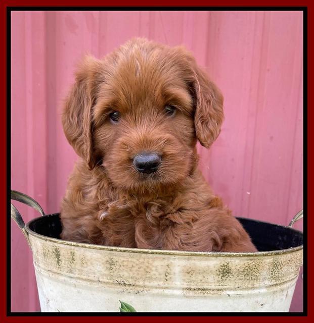 Haven Bayou pups 6 wks old 181