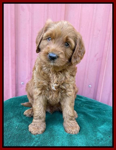 Haven Bayou pups 6 wks old 191