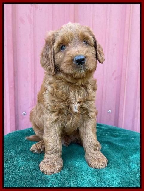 Haven Bayou pups 6 wks old 201