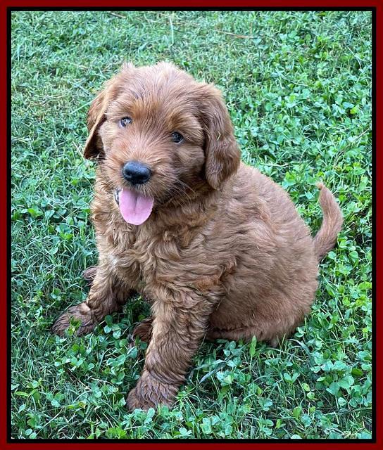 Haven Bayou pups 7 wks old 131