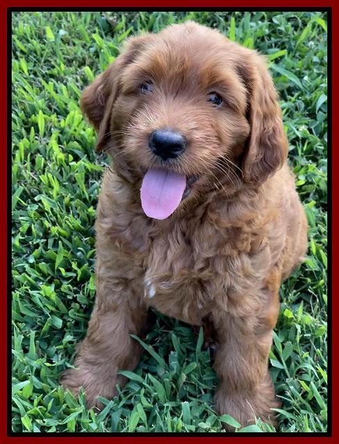 Haven Bayou pups 7 wks old 141