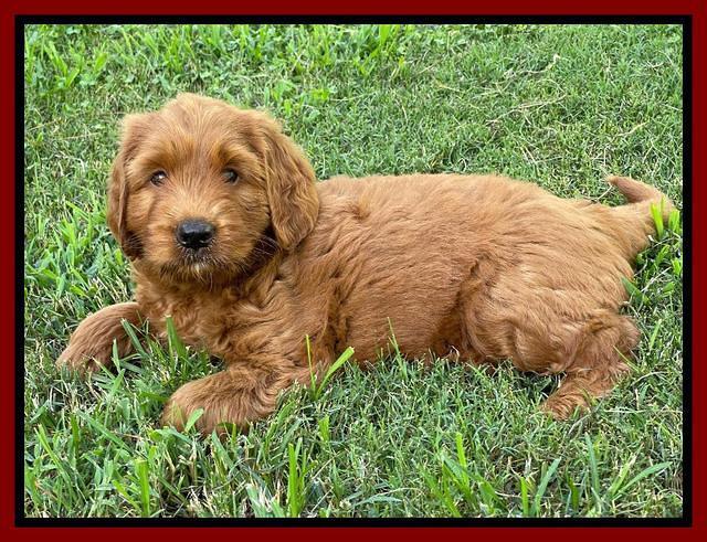 Haven Bayou pups 7 wks old 151