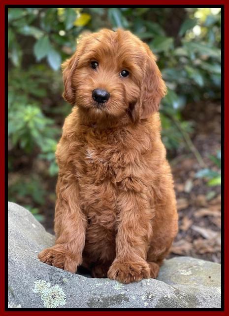 Haven Bayou pups 8 wks old 23000