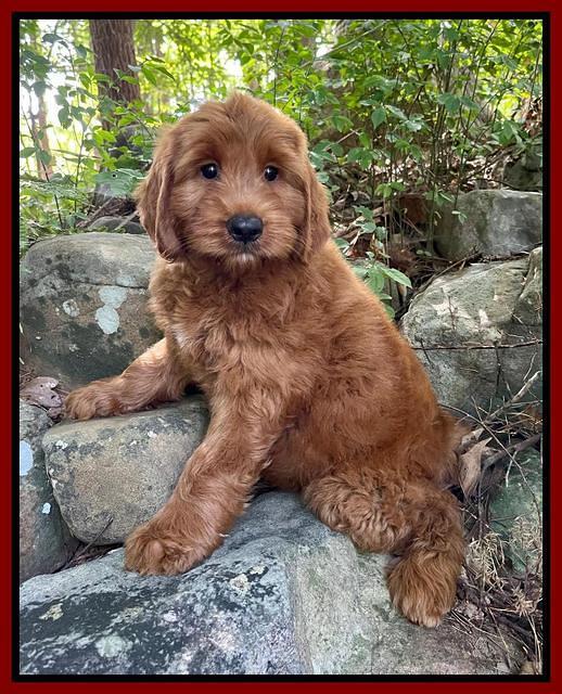 Haven Bayou pups 8 wks old 43000