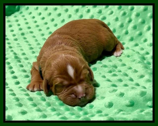 Haven Bayou pups 1 week old 71