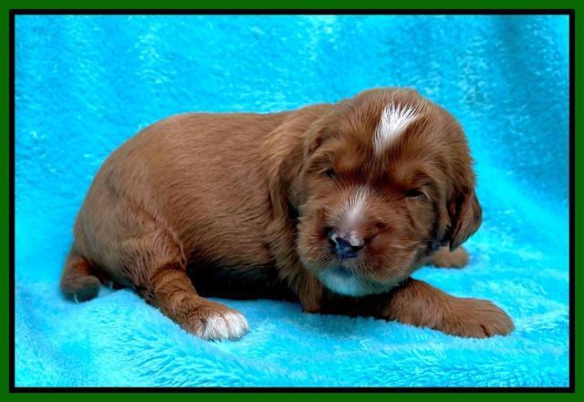 Haven Bayou pups 2 wks old 111