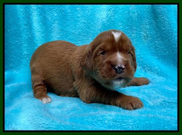 Haven Bayou pups 2 wks old 121