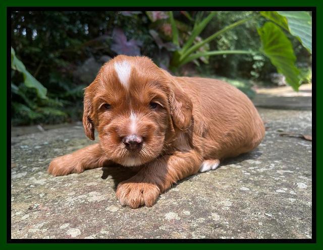 Haven Bayou pups 3 wks old 211
