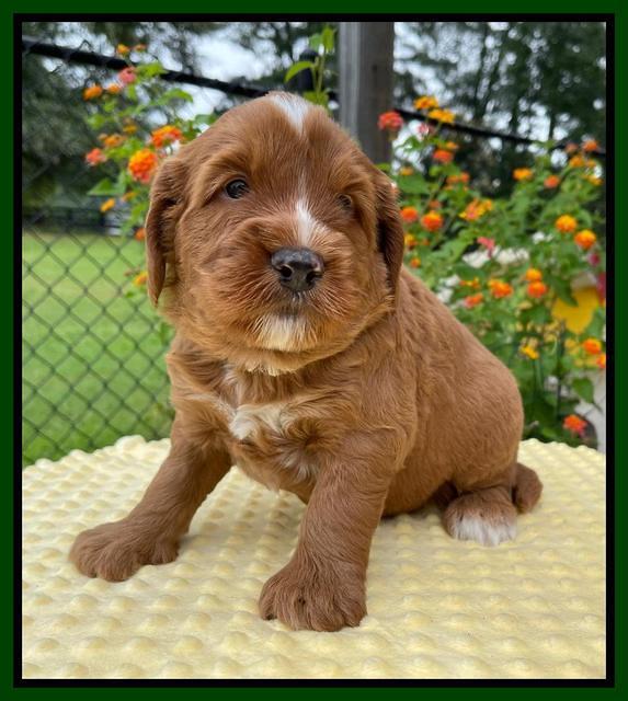 Haven Bayou pups 4 wks old 181