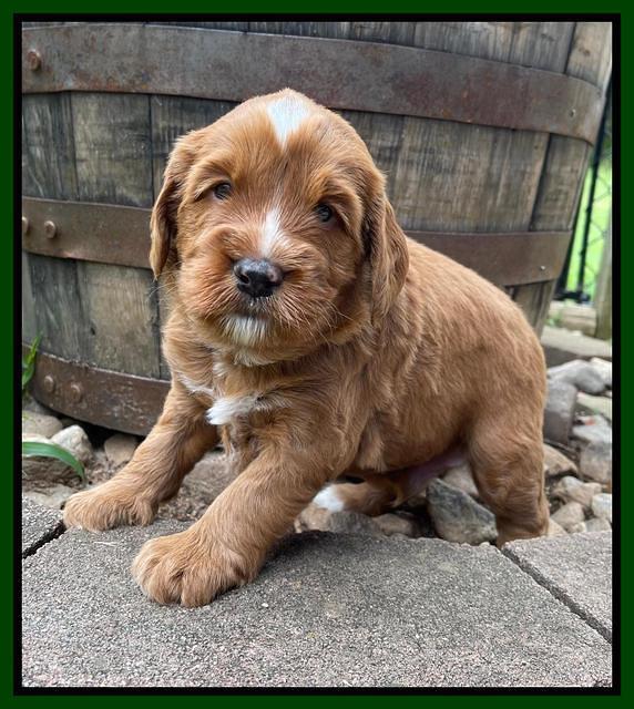 Haven Bayou pups 4 wks old 191