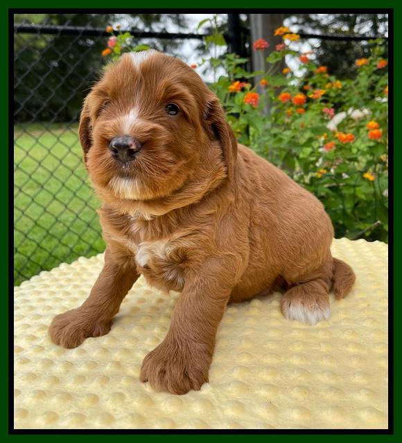 Haven Bayou pups 4 wks old 201