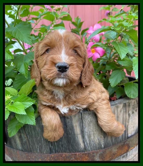 Haven Bayou pups 5 wks old 171