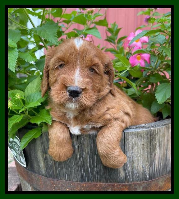 Haven Bayou pups 5 wks old 181