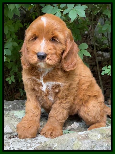 Haven Bayou pups 8 wks old 11!