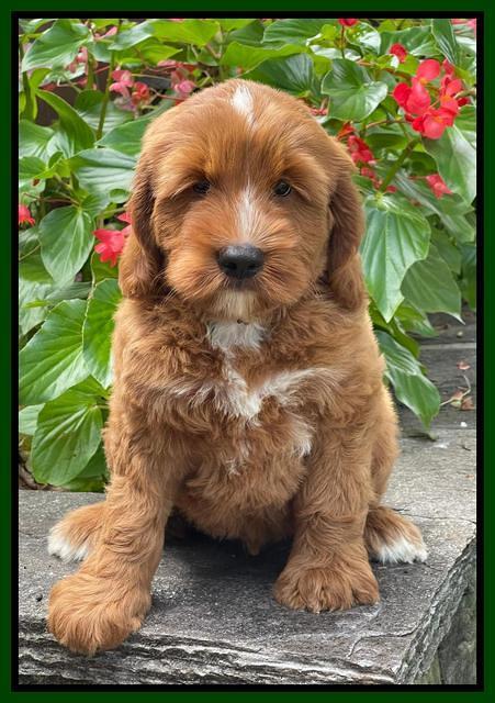 Haven Bayou pups 8 wks old 9!