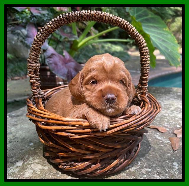 Haven Bayou pups 3 wks old 251