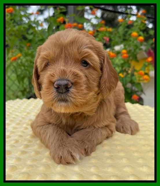 Haven Bayou pups 4 wks old 231