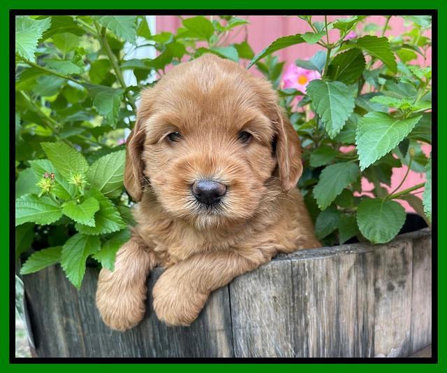 Haven Bayou pups 5 wks old 201