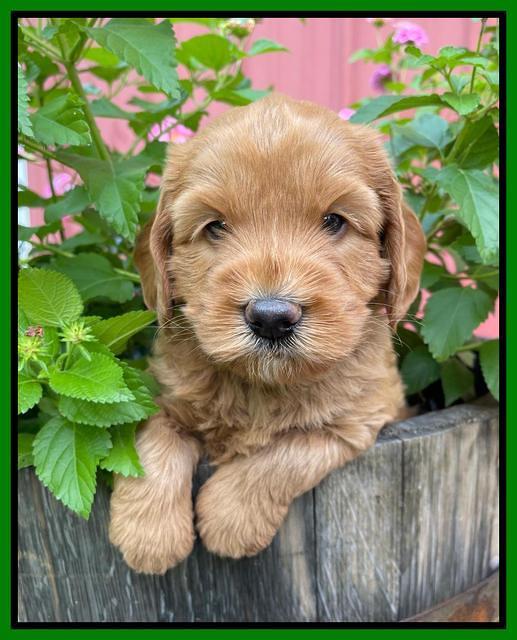 Haven Bayou pups 5 wks old 211