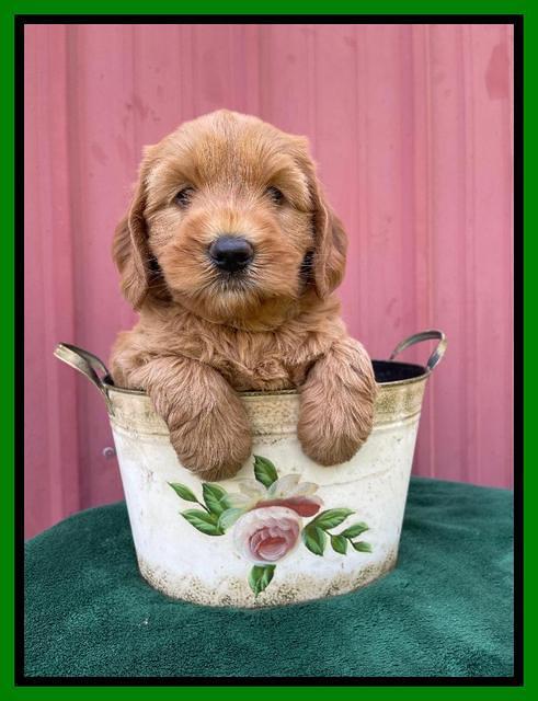 Haven Bayou pups 6 wks old 241