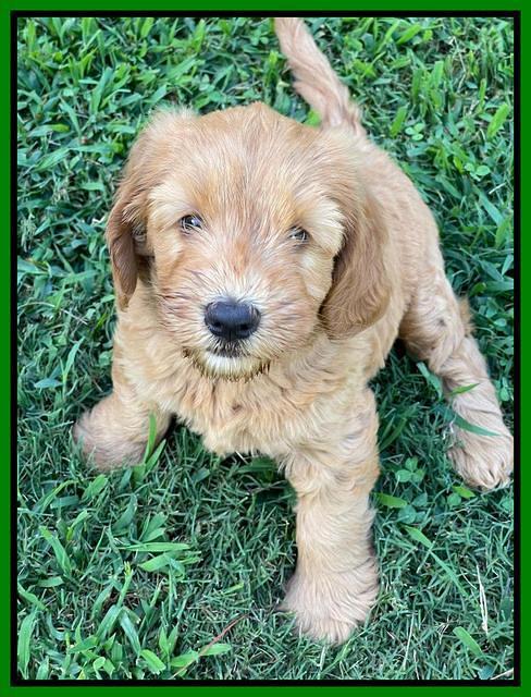 Haven Bayou pups 7 wks old 211