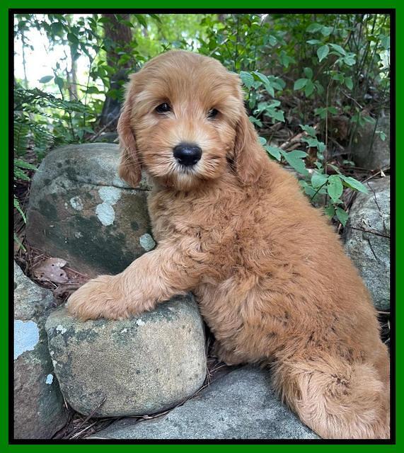 Haven Bayou pups 8 wks old 2!100