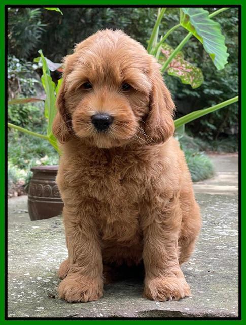 Haven Bayou pups 8 wks old 6!100