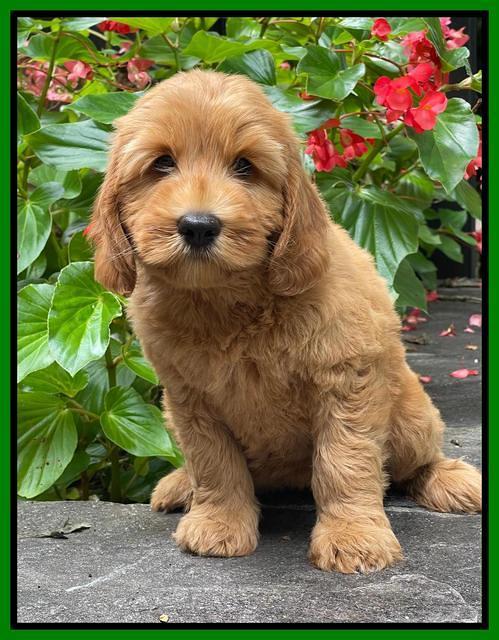 Haven Bayou pups 8 wks old 7!100