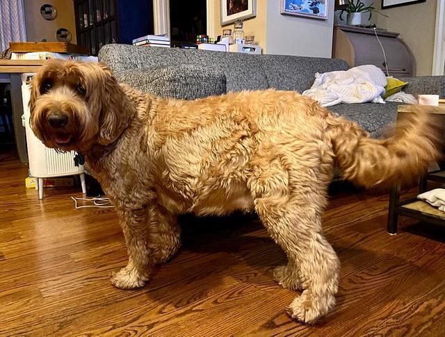 Haven day 56 Gambler