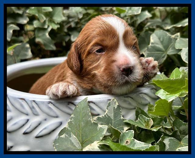 Haven Gambler 2 weeks individual 21