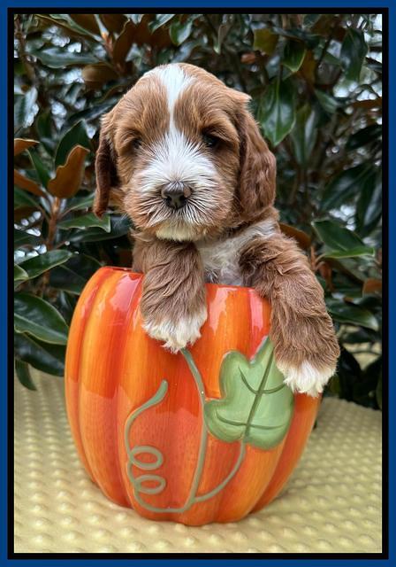 Haven Gambler 5 weeks individual 41