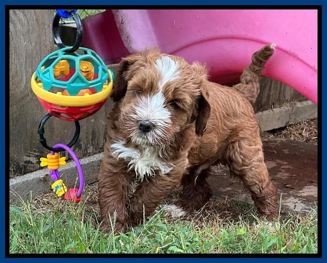 Haven Gambler 6 weeks individual 51