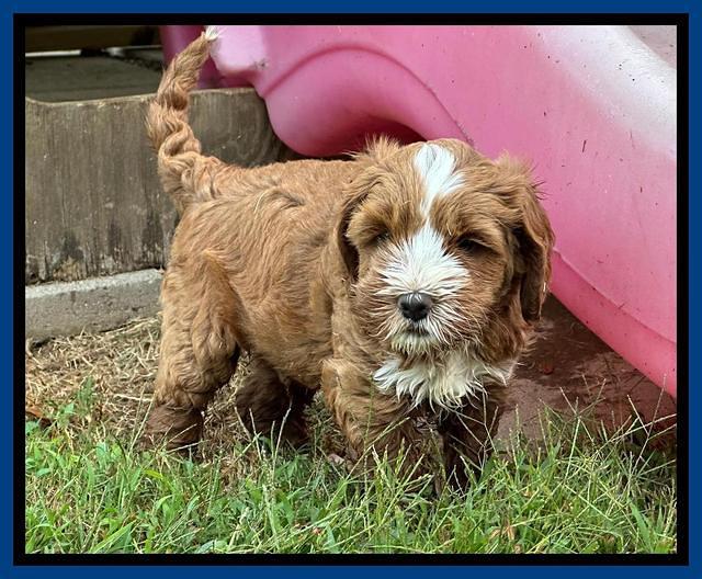 Haven Gambler 6 weeks individual 71