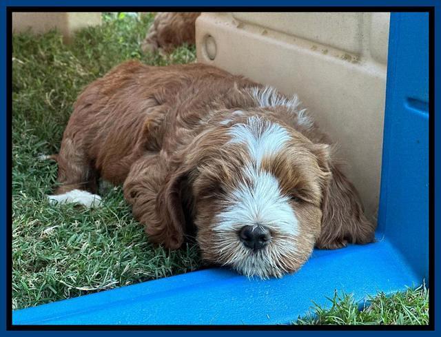 Haven Gambler 7 weeks individual 71