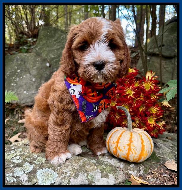 Haven Gambler 8 weeks individual 11382