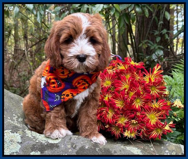 Haven Gambler 8 weeks individual 13382