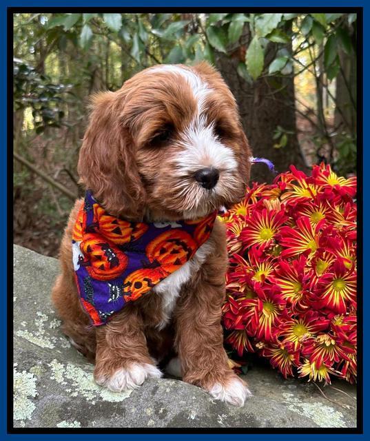 Haven Gambler 8 weeks individual 14382